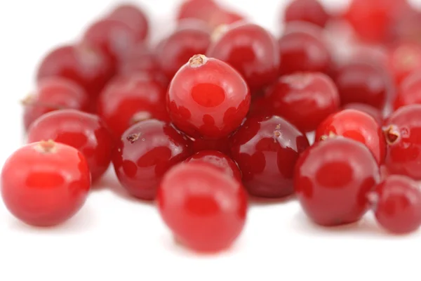 De heap van verse natte cranberry. — Stockfoto
