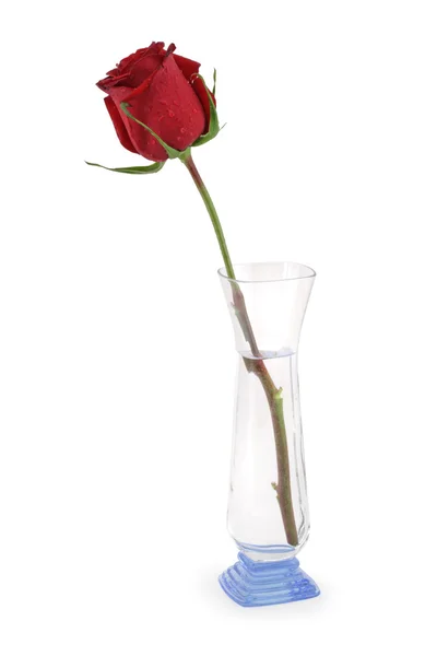 Rose rouge simple dans un vase avec de l'eau . Photos De Stock Libres De Droits