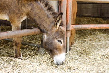 Young donkey eating hay clipart