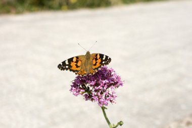 Çiçekteki kelebek