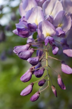 Wisteria