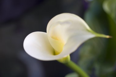 Calla