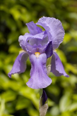 Iris