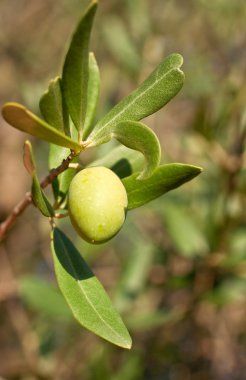 zeytin