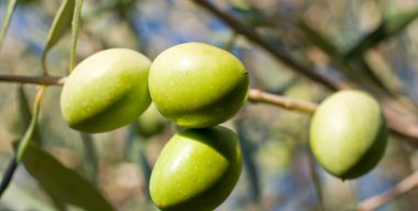 zeytin