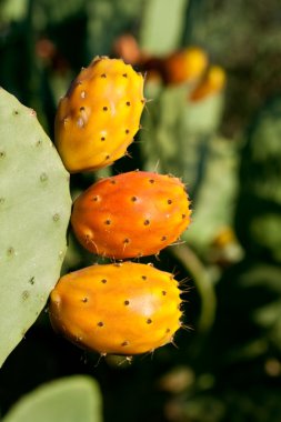 Prickly Pears clipart