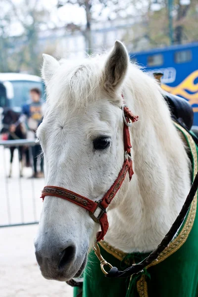 stock image White horse