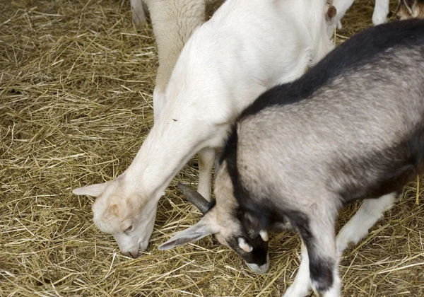 Πρόβατα βόσκουν σανό — Φωτογραφία Αρχείου