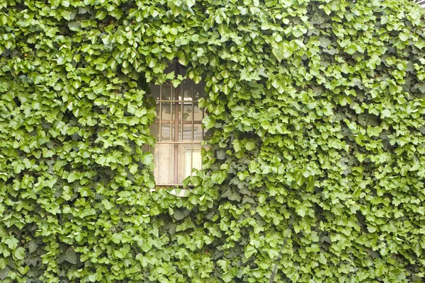 Windows and ivy — Stock Photo, Image