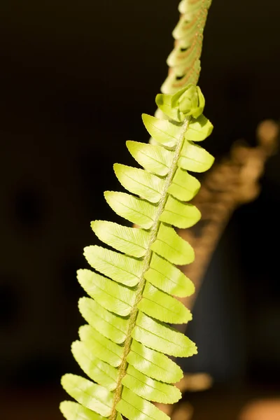 Fern rostlina — Stock fotografie