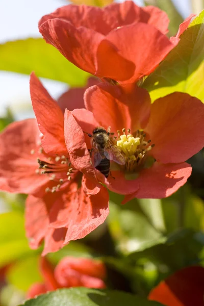 Bee inuti en röd blomma — Stockfoto