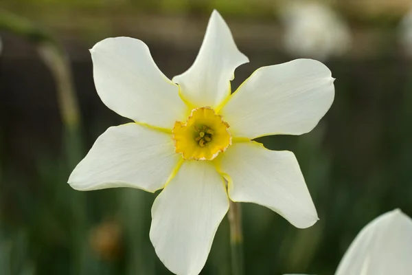 Narcis — Fotografie, imagine de stoc