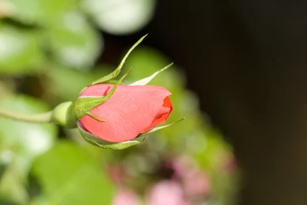 ดอกกุหลาบ — ภาพถ่ายสต็อก