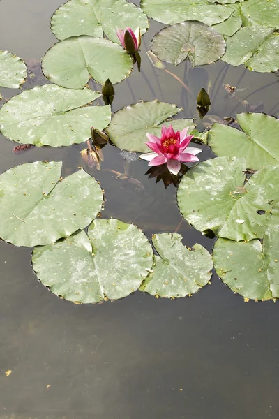 stock image Waterlily