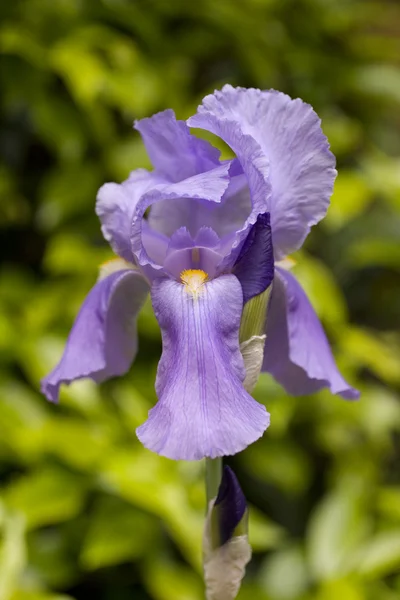 stock image Iris