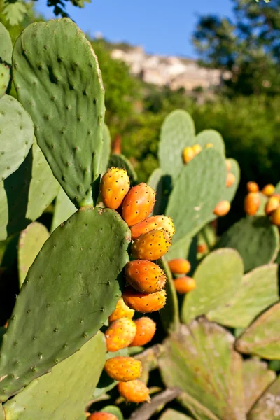 Prickly Pears — Stock Photo, Image