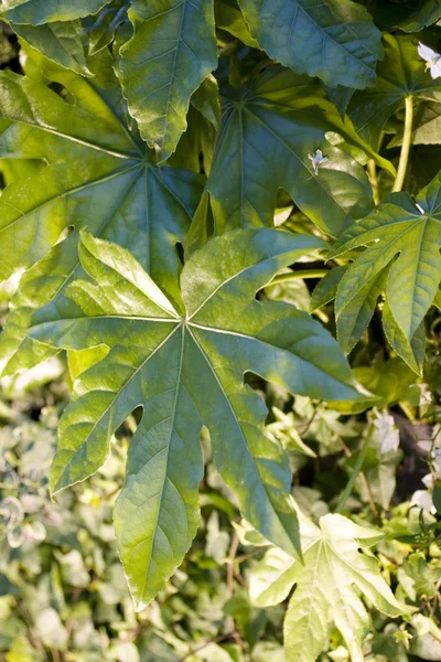 Φύλλα από ένα φυτό καστορέλαιο — Φωτογραφία Αρχείου
