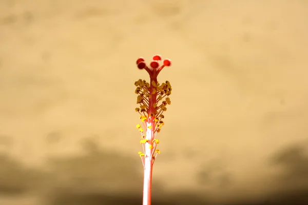 Bir çiçek pistilstamper van een bloem — Stok fotoğraf