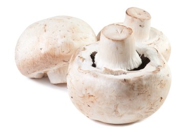 champignon mantar makro