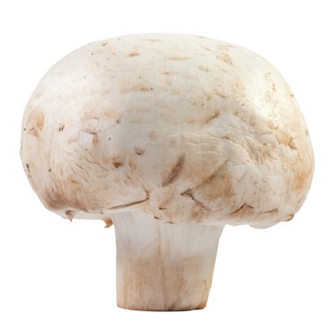 champignon mantar makro