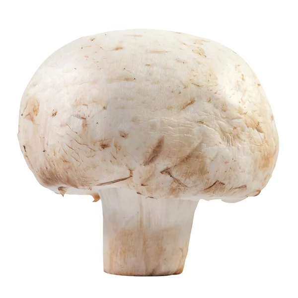Champignon mushroom macro — Stock Photo, Image