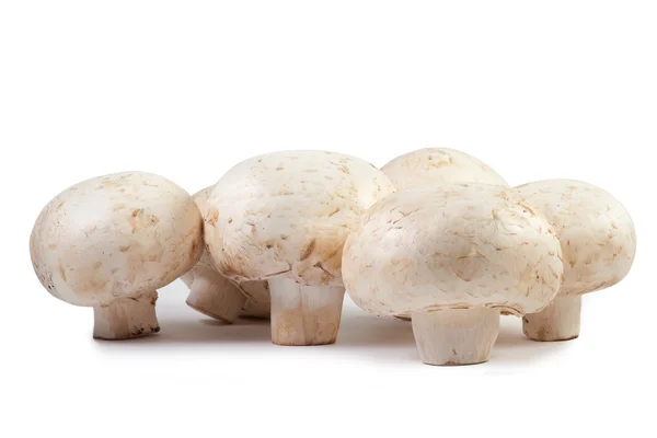 Champignon mushroom macro isolated — Stock Photo, Image