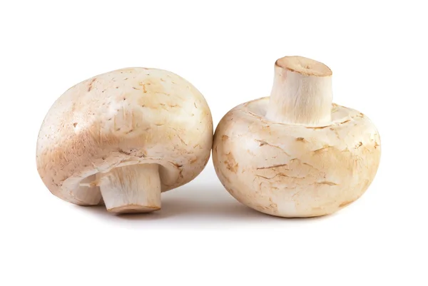 stock image Champignon mushroom macro isolated