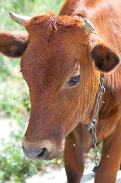 stock image Close up of the young bull