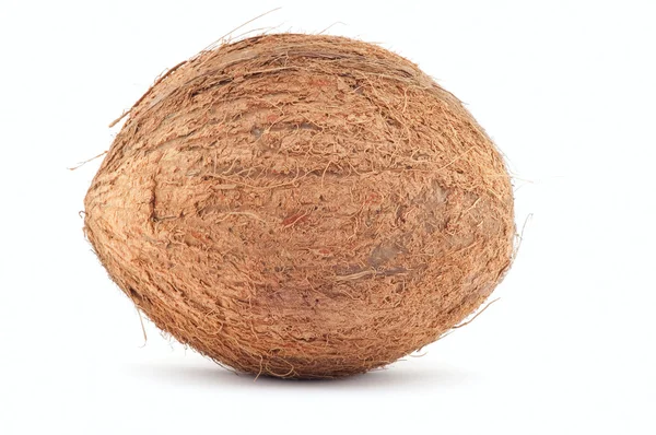 stock image Coconut.