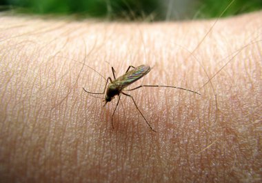 Mosquito on a hand clipart