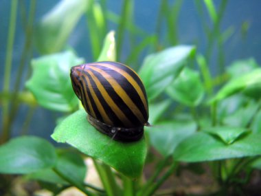 Tiger snail clipart