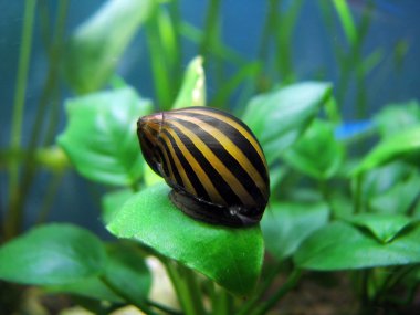 Tiger snail clipart