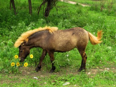 Pony eating yellow flowers clipart