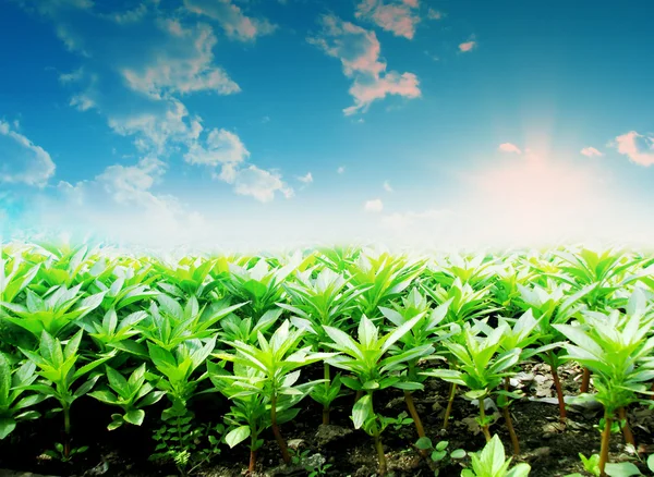 Stock image Green grass