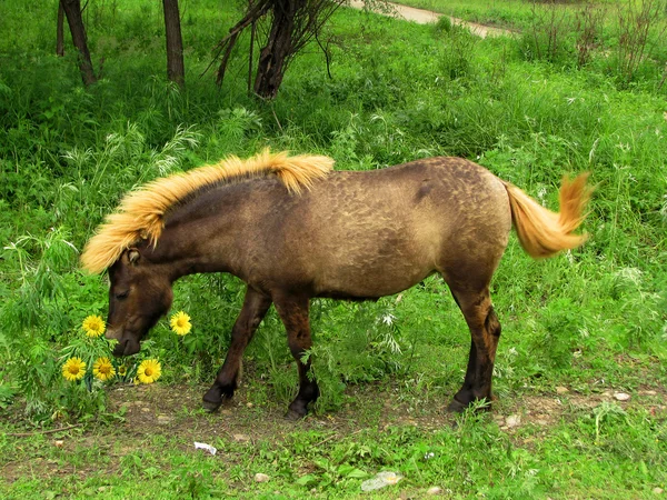 stock image Pony eating yellow flowers