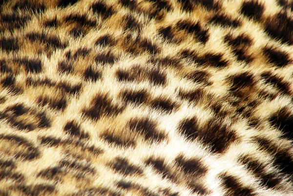 豹纹皮草 — 图库照片