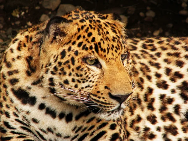Leopard обличчя — стокове фото