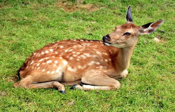 stock image Young deer