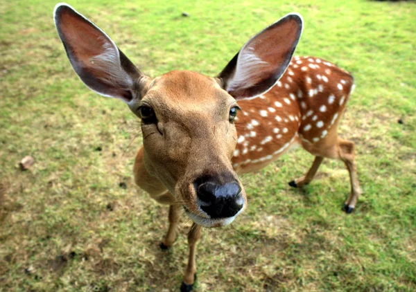 stock image Young deer