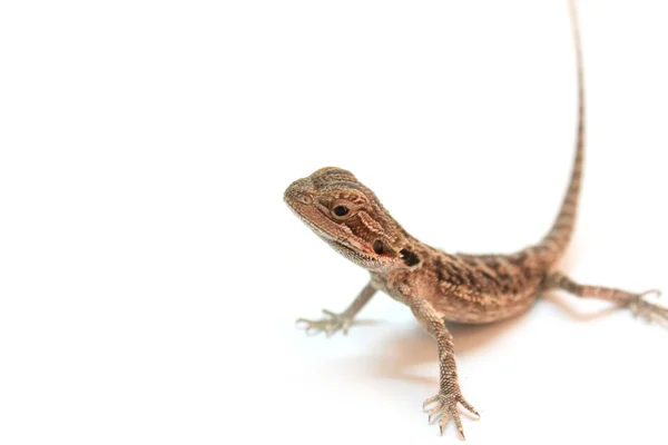 stock image Pogona Vitticeps