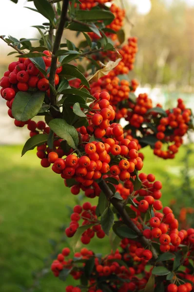 stock image The bright hawthorn