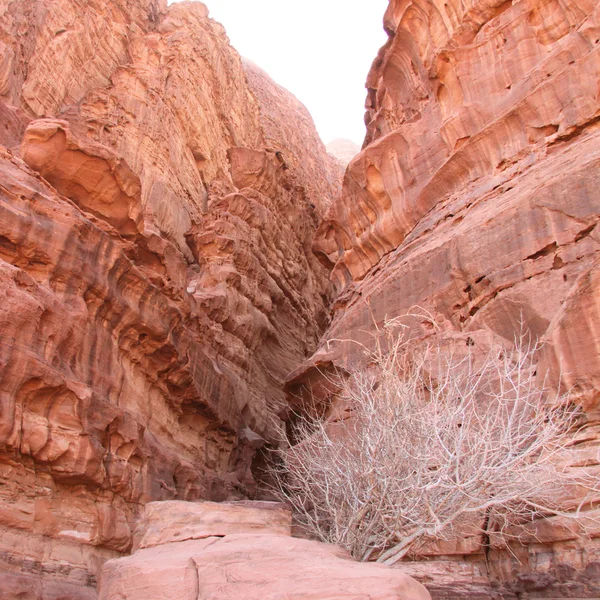 Narrow canyon with dead tree — Stock Photo, Image