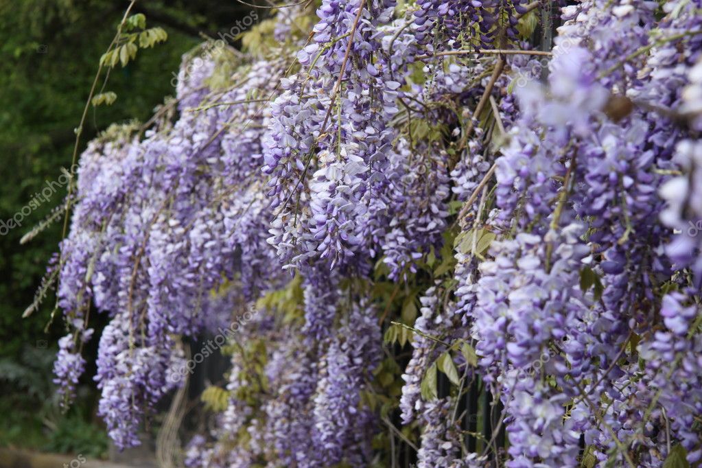 Lila árbol de flores en primavera: fotografía de stock © niakris #2673047 |  Depositphotos