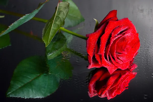 Red rose on mirror — Stock Photo, Image
