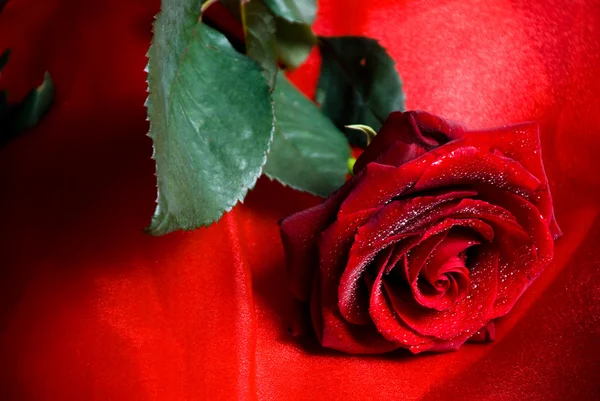 Rose auf der roten Seide Stockbild