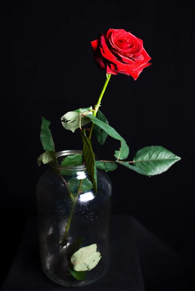 Róża na czarny Zdjęcie Stockowe