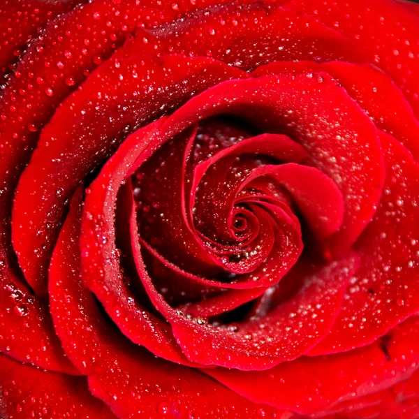 Rose som bakgrund Royaltyfria Stockfoton