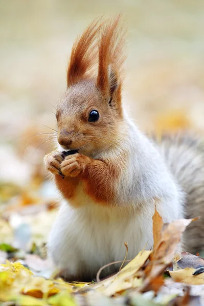 stock image Red squirrel eats seeds.