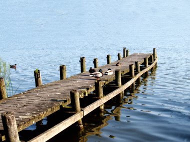 bir rampa üzerinde oturan bir Gölde ördekler