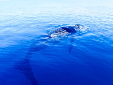 Humpback whale in the deep blue ocean clipart